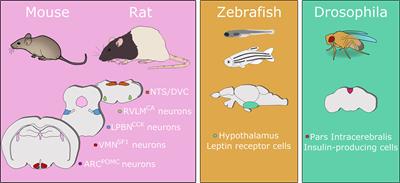 Brain-Body Control of Glucose Homeostasis—Insights From Model Organisms